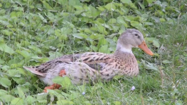 Dinlenme yaban ördeği — Stok video