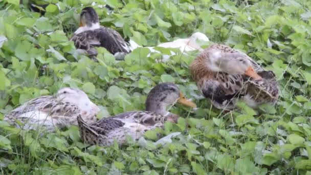 Enten ruhen im Gras — Stockvideo