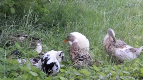Ducks in the grass — Stock Video