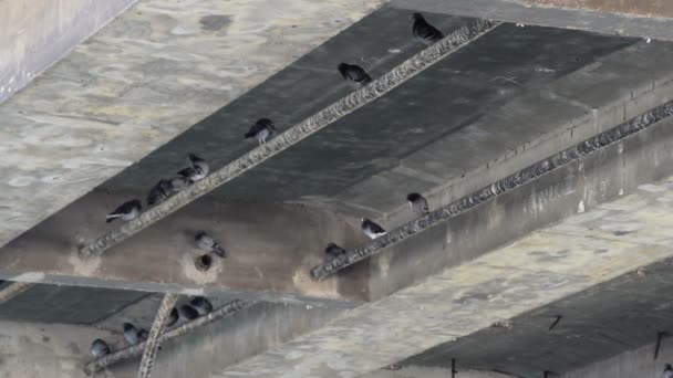 Duiven nesten onder de brug — Stockvideo