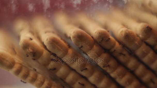 Ants feeding with cookies close up — Stock Video