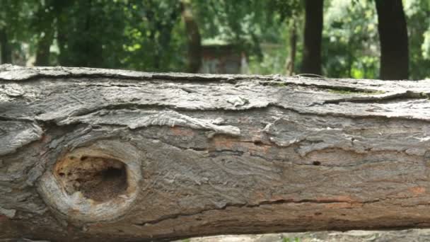 Δείτε την οριζόντια κίνηση του ένα πεσμένο δέντρο — Αρχείο Βίντεο