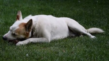 köpek kemik çimenlerin üzerinde çiğneme sahiptir