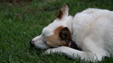 köpek kemik çiğneme sahiptir