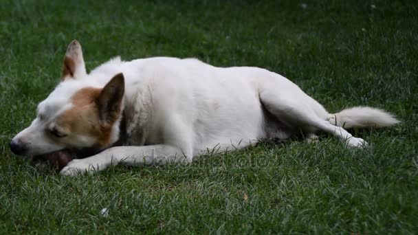 Собака любит жевать кости на траве — стоковое видео