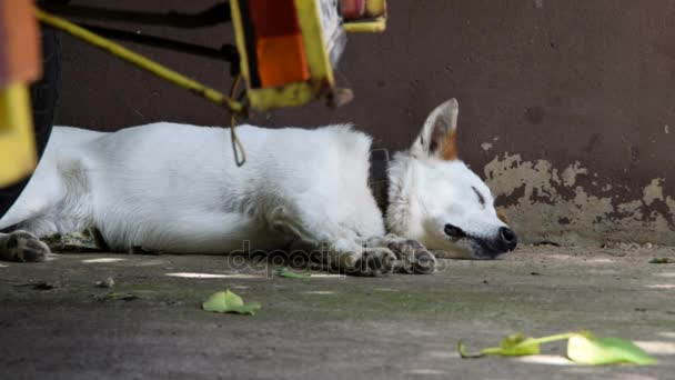 靠着墙睡觉的狗 — 图库视频影像
