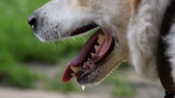 Un perro mestizo jadeando — Vídeos de Stock