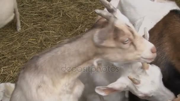 Стадо козлів на огородженій території — стокове відео