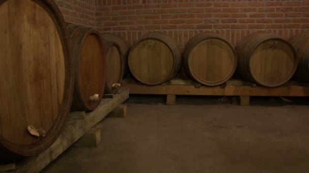 Barricas de madera de vino — Vídeos de Stock