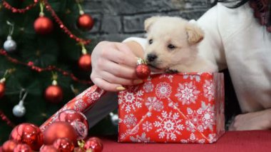 Yılbaşı Dekorasyonu tarafından çevrili tatil ruhu içinde beyaz köpek yavrusu