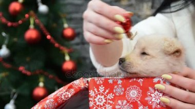  güzel beyaz köpek yavrusu yılbaşı dekorasyon tarafından çevrili tatil ruhu