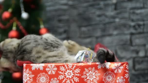 Mistura de quatro cenas, belo gato em espírito de férias cercado pela decoração de Ano Novo — Vídeo de Stock