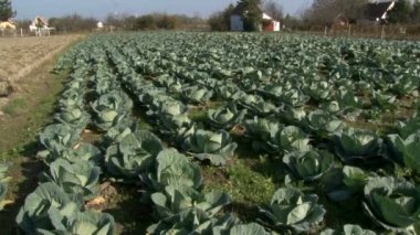 lahana üretiminin beş el ateş