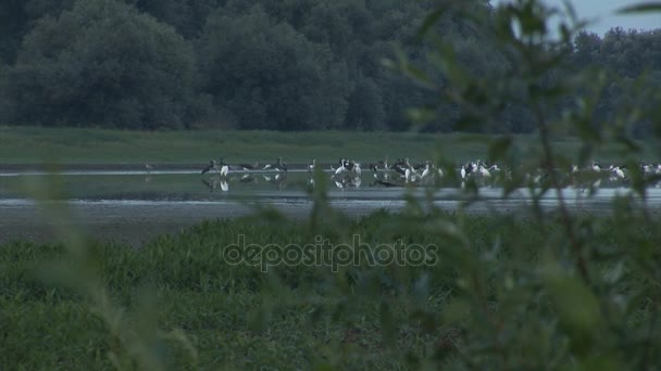 Gregge di uccelli nel loro habitat naturale — Video Stock