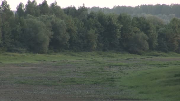 Fünf Aufnahmen unberührter Natur und Spuren von Tieren — Stockvideo