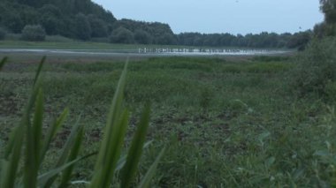 yiyecek için Kuşlar sürüsü