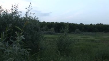 Ağaçlar üzerinde uçan kuşların üç atış