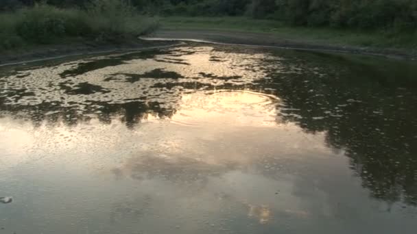 Três tiros do ambiente poluído e do peixe morto — Vídeo de Stock