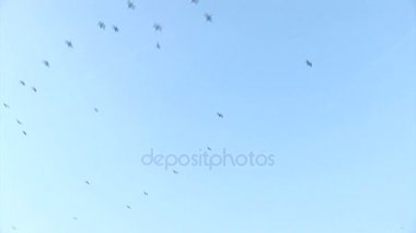  açık bir gökyüzünde Kuşlar sürüsü