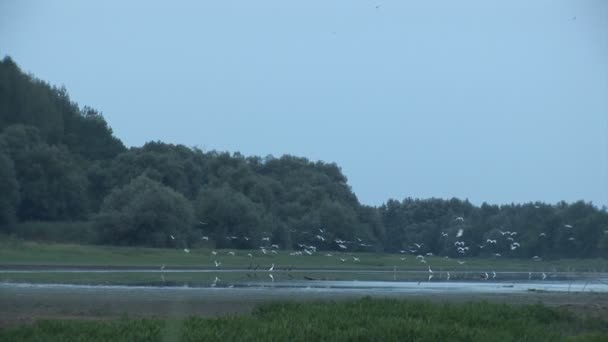 Twee schoten van vogels op zoek naar voedsel — Stockvideo