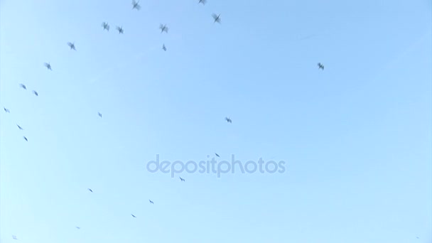 Flock of birds in a clear sky — Stock Video