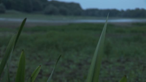 Dos tiros de pájaros en el pantano — Vídeo de stock