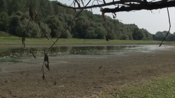 Siedem strzałów zagrożone środowisko — Wideo stockowe