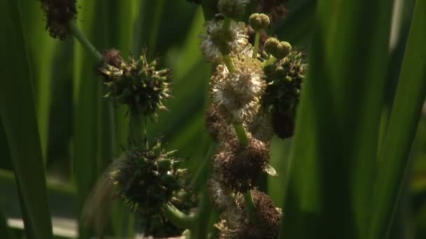 Четыре снимка пчелы, собирающей пыльцу полевых цветов — стоковое видео