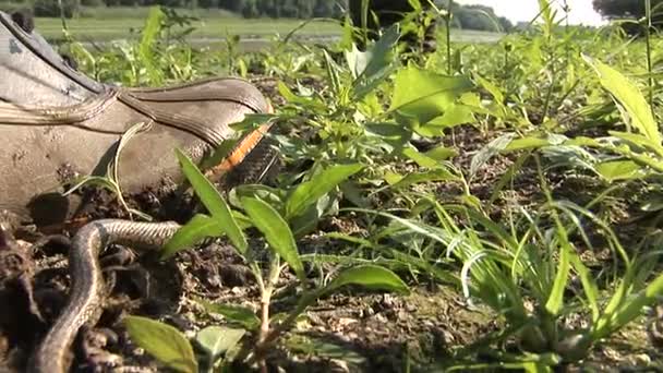 稚嫩的小草蛇捕获下鞋 — 图库视频影像