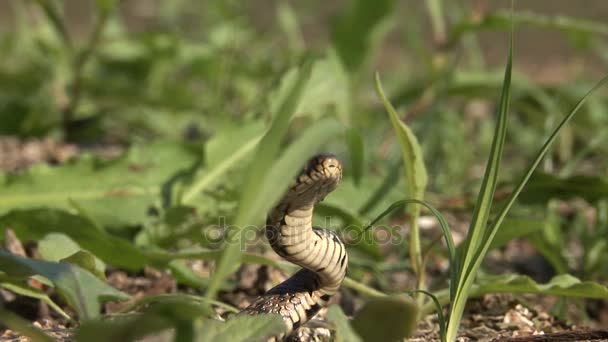 Dos disparos de una serpiente de hierba en su hábitat natural — Vídeo de stock
