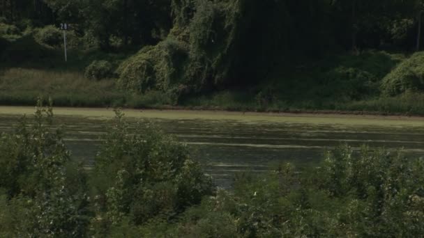 Tre skott i orörd natur — Stockvideo