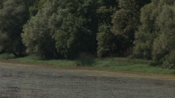 Cerfs au point d'arrosage, zoom arrière — Video