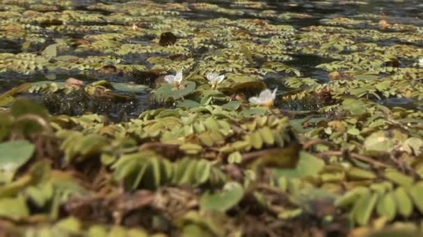 Libelle im Sumpf, vergrößern und verkleinern — Stockvideo