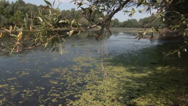 Quatre coups de branches et de marais — Video