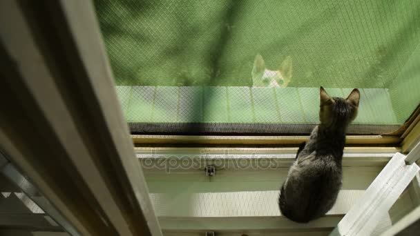 kutya köszönni a cica, az ablakon ugrott