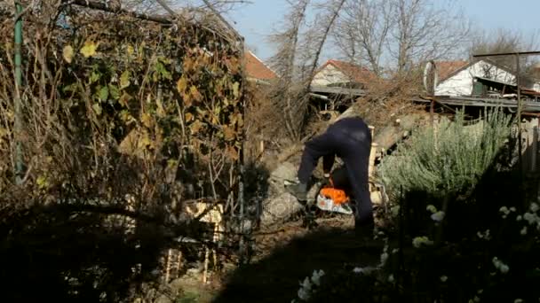 Taglialegna alberi nel cortile — Video Stock