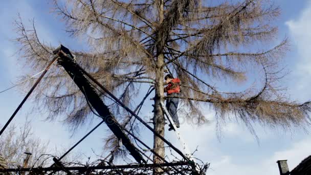 Смесь из 2 выстрелов lumberjack на дереве — стоковое видео