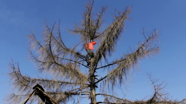 Mix 2 výstřely dřevorubec na vrcholu stromu — Stock video