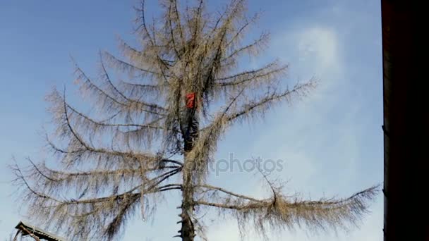 Skogshuggare skära trädgrenar, accelererad skott — Stockvideo