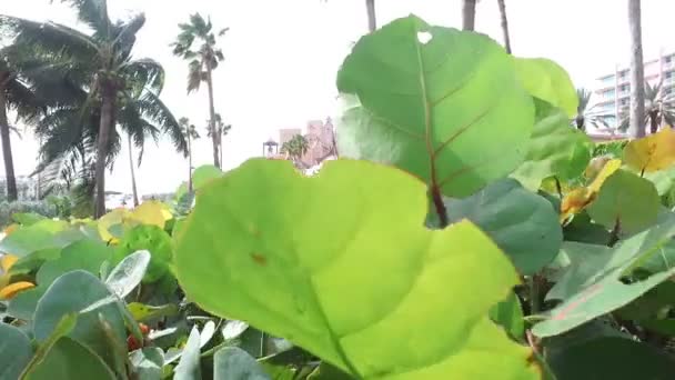 Vegetación en un paraíso tropical — Vídeo de stock