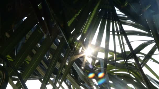 Mix of 2 shots Tropical palm frond in sunlight — Stock Video