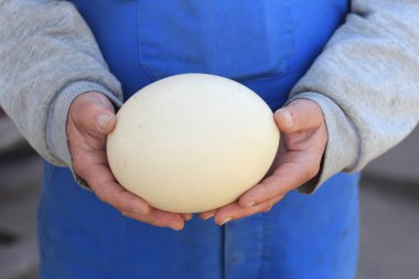 Devekuşu yumurta elinde