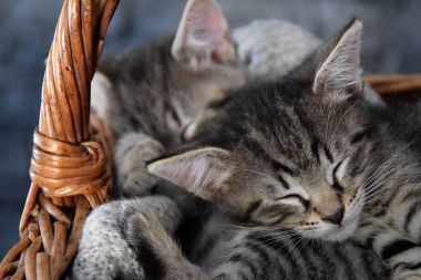 bir sepet içinde uyuyan iki yavru kedi
