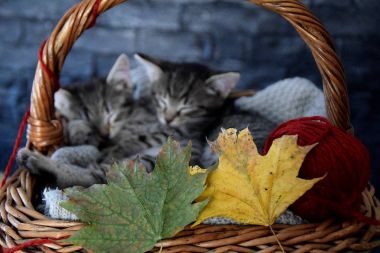 iki yavru kedi bir hasır sepet yaprakları ve strin kırmızı topu ile sleeping