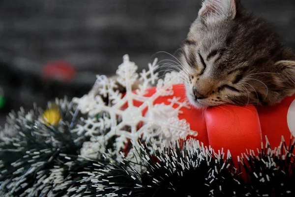 Χαριτωμένα γατάκια κοιμούνται μεταξύ της Πρωτοχρονιάς διακοσμήσεις — Φωτογραφία Αρχείου