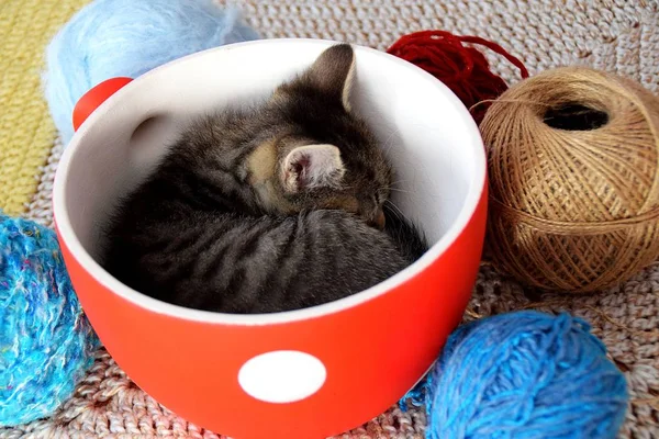 Kitten sleeping in a bowl surrounded by a balls of wool — Stock Photo, Image