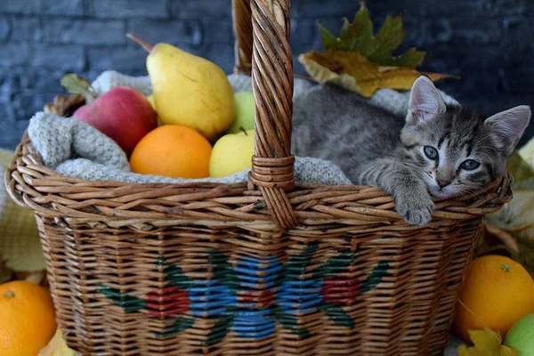 Álmos cica egy kosár gyümölcs — Stock Fotó