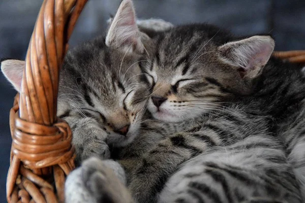Twee kittens slapen in een rieten mand — Stockfoto