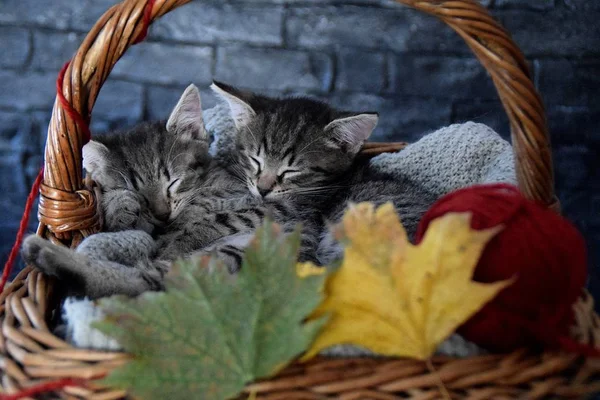Котята спят в плетеной корзине с листьями и красным клубком ниток — стоковое фото