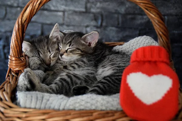 Dois gatinhos adoráveis dormindo em uma cesta de vime — Fotografia de Stock